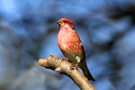 Male Purple Finch (Carpodacus purpureus) perched with a blue background