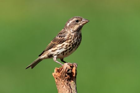 Female Purple Finch (Carpodacus purpureus) perched with a green backgroundの写真素材