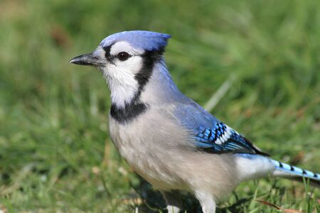 Blue Jay (corvid cyanocitta) with a green backgroundの写真素材