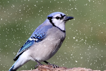 Blue Jay (corvid cyanocitta) on a stump with light snow fallの写真素材