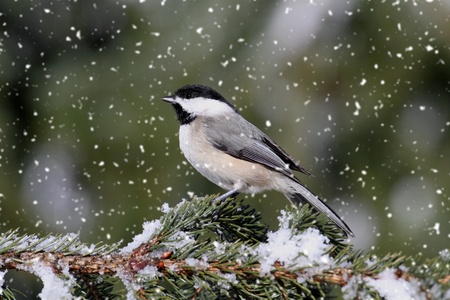 Chickadee perched on branch in a light snow fallの写真素材