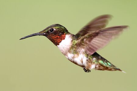Male Ruby-throated Hummingbird (archilochus colubris) in flight with a green backgroundの写真素材