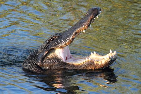 American Alligator (mississippiensis) swimming in the Florida Evergladesの写真素材