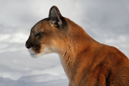 Mountain Lion or Cougar (Puma concolor) in snowの写真素材