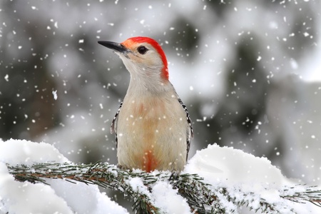 Female Red-bellied Woodpecker (Melanerpes carolinus) on branch in snowの写真素材