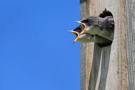 Baby Tree Swallows (tachycineta bicolor) in a bird house begging for foodの写真素材