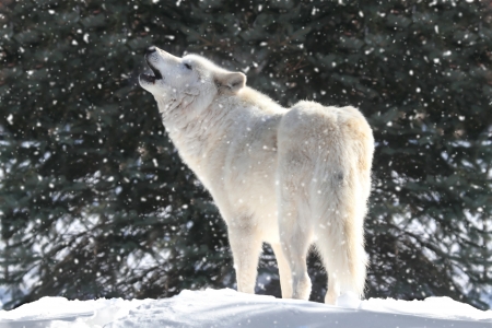 White Timber Wolf (Canis lupus) howling in a snow storm