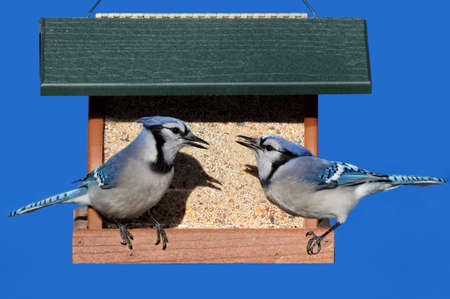 Blue Jays (corvid cyanocitta) on a feeder with a blue backgroundの写真素材