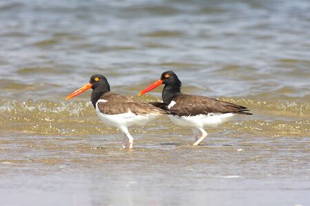 American Oystercatcher (Haematopus palliatus) in spring on the beachの写真素材