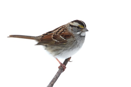 White-throated Sparrow (Zonotrichia albicollis) on a branch. Isolated on a white backgroundの写真素材