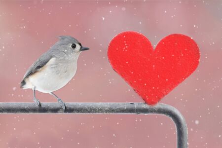 Tufted Titmouse (baeolophus bicolor) with a red Valentine heart and a light snowfallの写真素材