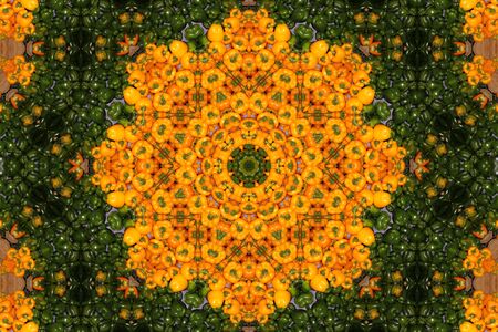 Fresh Green and Yellow Peppers in a kaleidoscope patternの写真素材