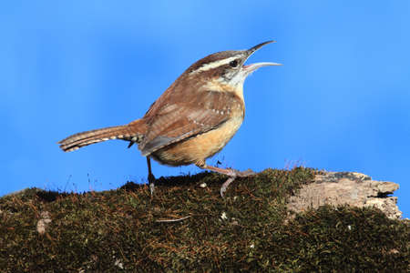 Carolina Wren (Thryothorus ludovicianus) singing on a moss covered stump with a blue sky backgroundの写真素材