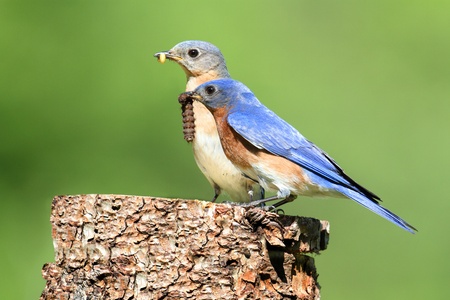 Eastern Bluebirds (Sialia sialis) carrying a wormの写真素材