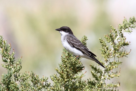 Eastern Kingbird (Tyrannus) in Yellowstone National Park in Montana
