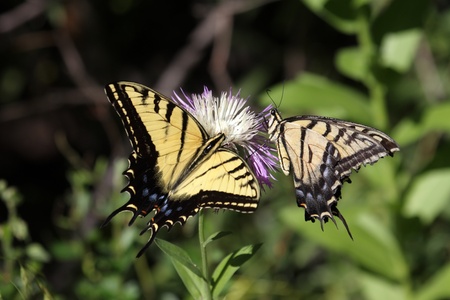Tiger Swallowtail (papilio glaucas) Butterfly on a purple flowerの写真素材