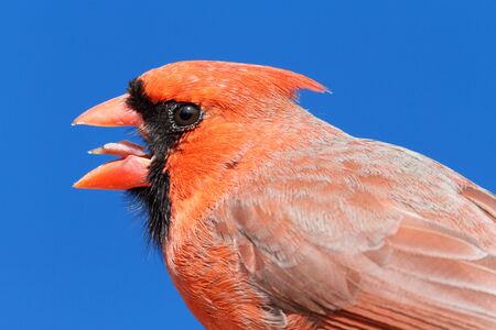 Male Northern Cardinal (cardinalis cardinalis) close up with a blue sky background
