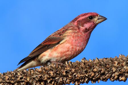 Male Purple Finch (Carpodacus purpureus) perched with a blue backgroundの写真素材