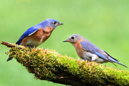 Pair of Eastern Bluebird (Sialia sialis) on a log with moss