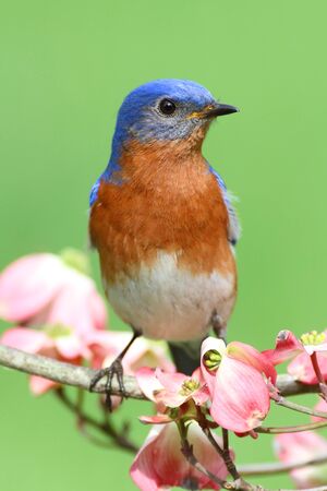 Male Eastern Bluebird (Sialia sialis) in a Dogwood tree with flowersの写真素材