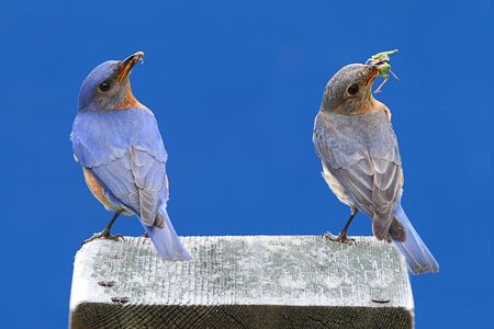 Pair of Eastern Bluebird (Sialia sialis) on a birdhouse with insectsの写真素材