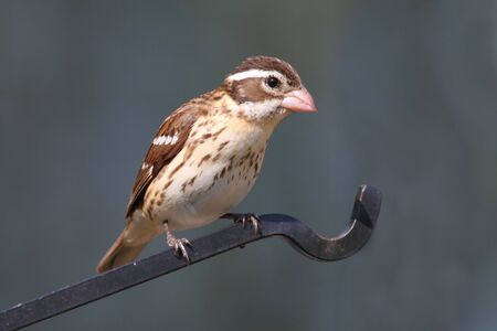 Female Rose-breasted Grosbeak (Pheucticus ludovicianus) on a perchの写真素材