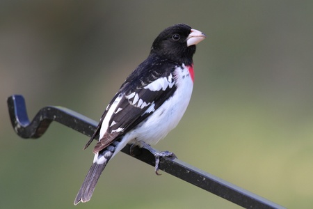 Male Rose-breasted Grosbeak (Pheucticus ludovicianus) on a perchの写真素材