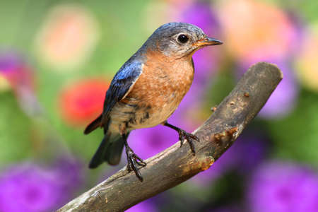 Female Eastern Bluebird (Sialia sialis) on a perch with a colorful backgroundの写真素材