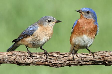 Pair of Eastern Bluebird (Sialia sialis) on a branch with a green backgroundの写真素材