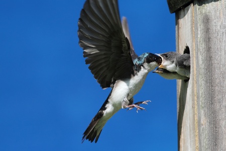 Tree Swallow (tachycineta bicolor) feeding hungry babiesの写真素材