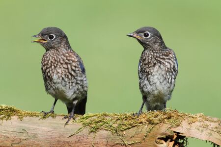 Baby Eastern Bluebird (Sialia sialis) on a mossy logの写真素材