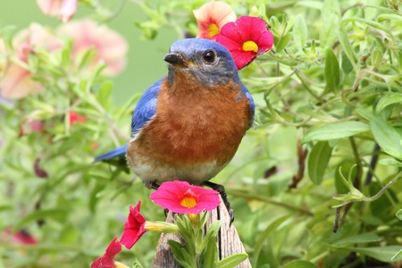 Male Eastern Bluebird (Sialia sialis) on a fence with flowersの写真素材
