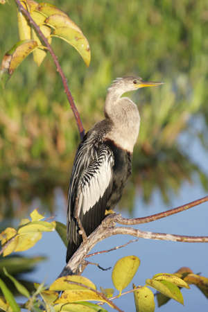 Anhinga on a perch near water in the Florida Evergladesの写真素材