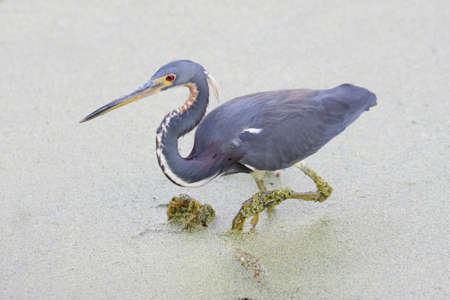 Tricolored Heron (Egretta tricolor) in the Florida Evergladesの写真素材