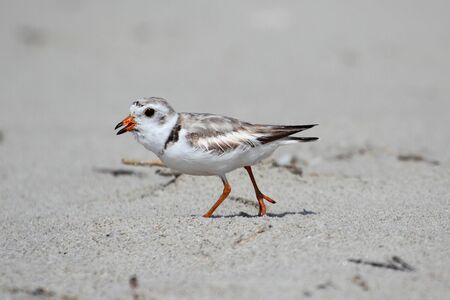 Endangered Piping Plover (Charadrius melodus) on a beachの写真素材