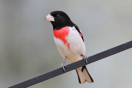 Male Rose-breasted Grosbeak (Pheucticus ludovicianus) on a perchの写真素材