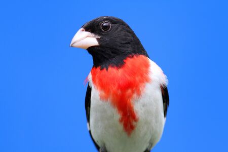 Male Rose-breasted Grosbeak (Pheucticus ludovicianus) on a perch with a blue backgroundの写真素材