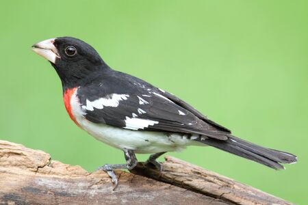 Male Rose-breasted Grosbeak (Pheucticus ludovicianus) on a perch with a green backgroundの写真素材