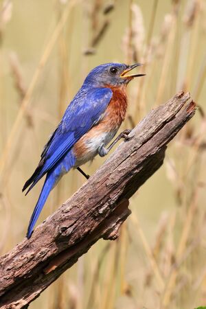 Male Eastern Bluebird (Sialia sialis) on a perch with a background of weedsの写真素材