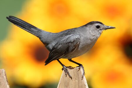 Gray Catbird (Dumetella carolinensis) on a fence with flowers and a colorful background of...