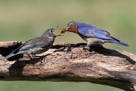 Male Eastern Bluebird (Sialia sialis) feeding a hungry baby on a logの写真素材