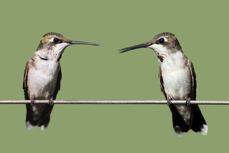 Juvenile Ruby-throated Hummingbirds (archilochus colubris) on a perch with a green backgroundの写真素材