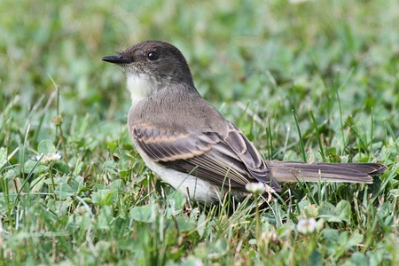 Eastern Phoebe (Sayornis phoebe) gathering insects on a lawnの写真素材