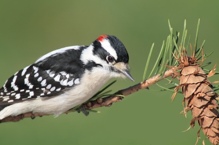 Downy Woodpecker (Picoides pubescens) on a perch with a green background and pine coneの写真素材