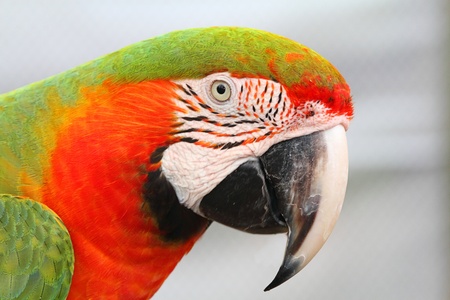 Closeup of a colorful Macaw Parrot with orange and green feathers