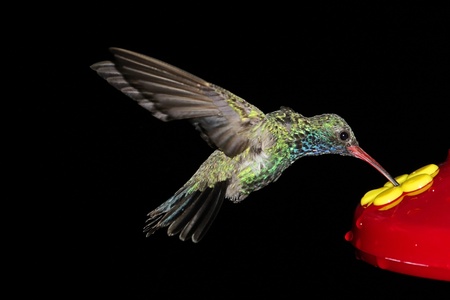 Broad-billed Hummingbird (Cynanthus latirostris) at a feeder with a black backgroundの写真素材
