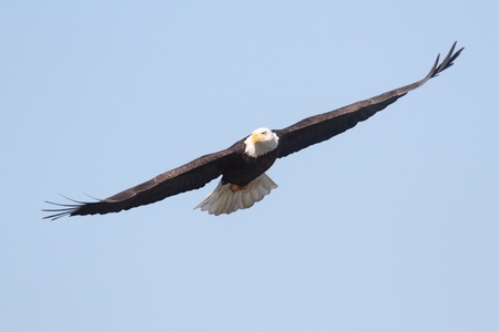 Adult Bald Eagle (haliaeetus leucocephalus) in flight against a blue sky