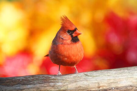 Male Northern Cardinal (Cardinalis) perched with a fall colors