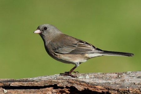 Dark-eyed Junco (Junco hyemalis) on a stump with a green backgroundの写真素材