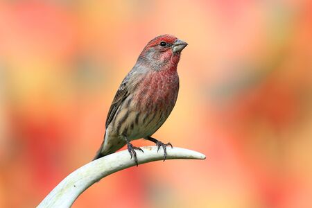 Male House Finch (Carpodacus mexicanus) perched on an antler with a colorful backgroundの写真素材